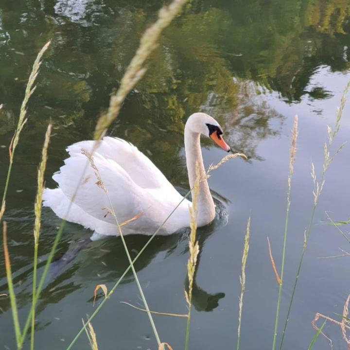 De Vliegende Vlinder Bed & Breakfast Nederweert Luaran gambar