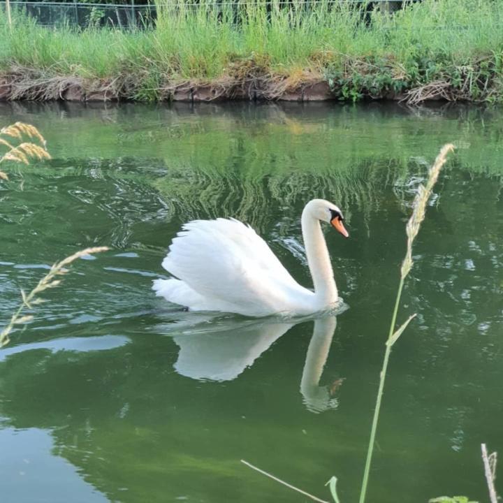 De Vliegende Vlinder Bed & Breakfast Nederweert Luaran gambar